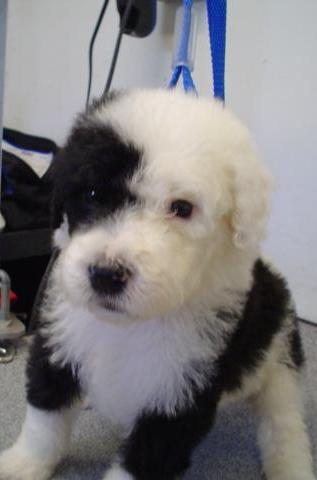 What is a sheepadoodle?