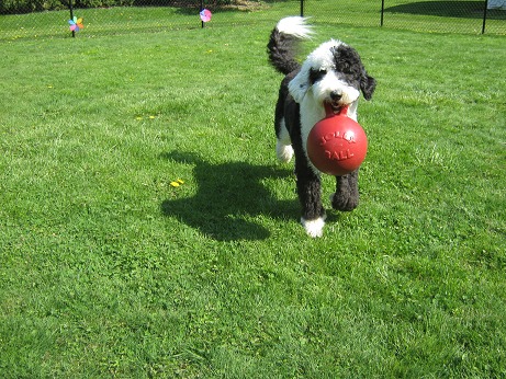 Sheepadoodle Scrapbook